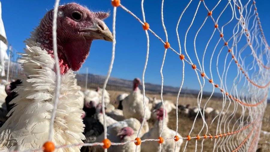 Market_Reports's tweet image. 🐔⚡ #ElectricPoultryFencing is redefining how farmers protect their flocks. Designed for efficiency, safety, and flexibility, modern #ElectricFencing offers a humane and effective solution for #PoultryManagement: bit.ly/3JcRddA

#PoultryFencing #PoultryFarming #AgriTech