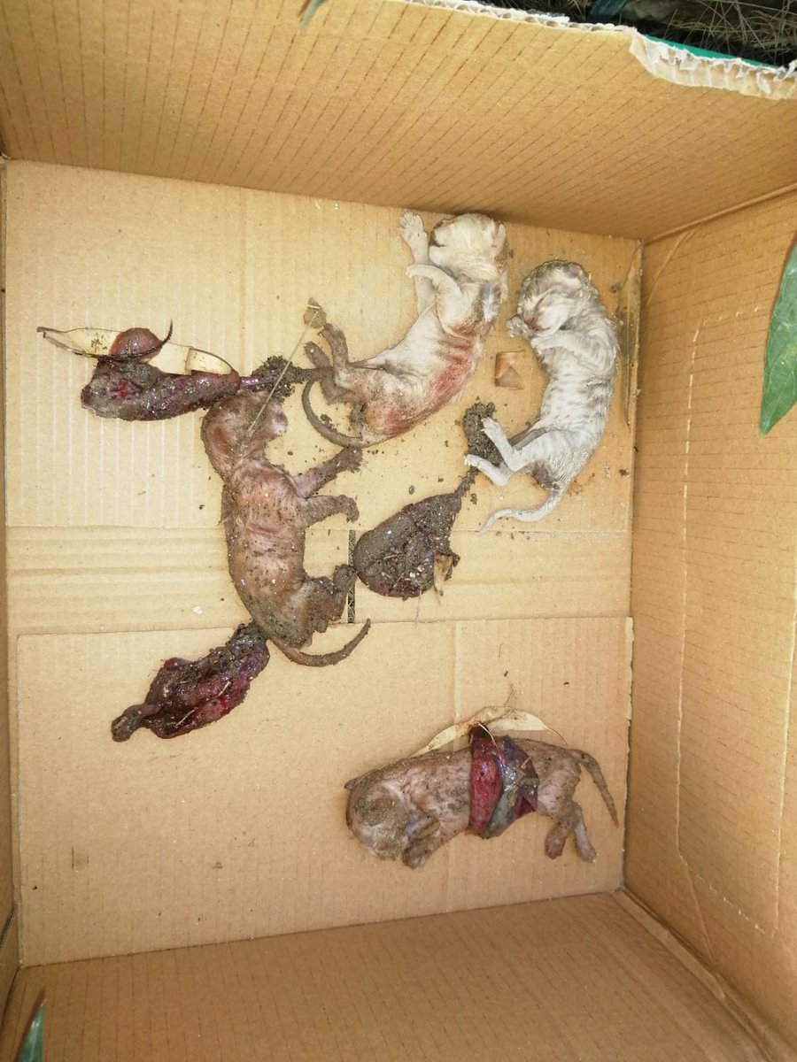 LeylaHatayPati's tweet image. Anneleri ölmüş  diye haberleri geldi, korumaya aldık temizledik 🥺
Süt tozu ihtiyacımız var. 
Tedarik edebilmemiz için mama puan alarak destek olur musunuz ? 
Paylaşır mısınız ?
petagro.com.tr/leylahataypati