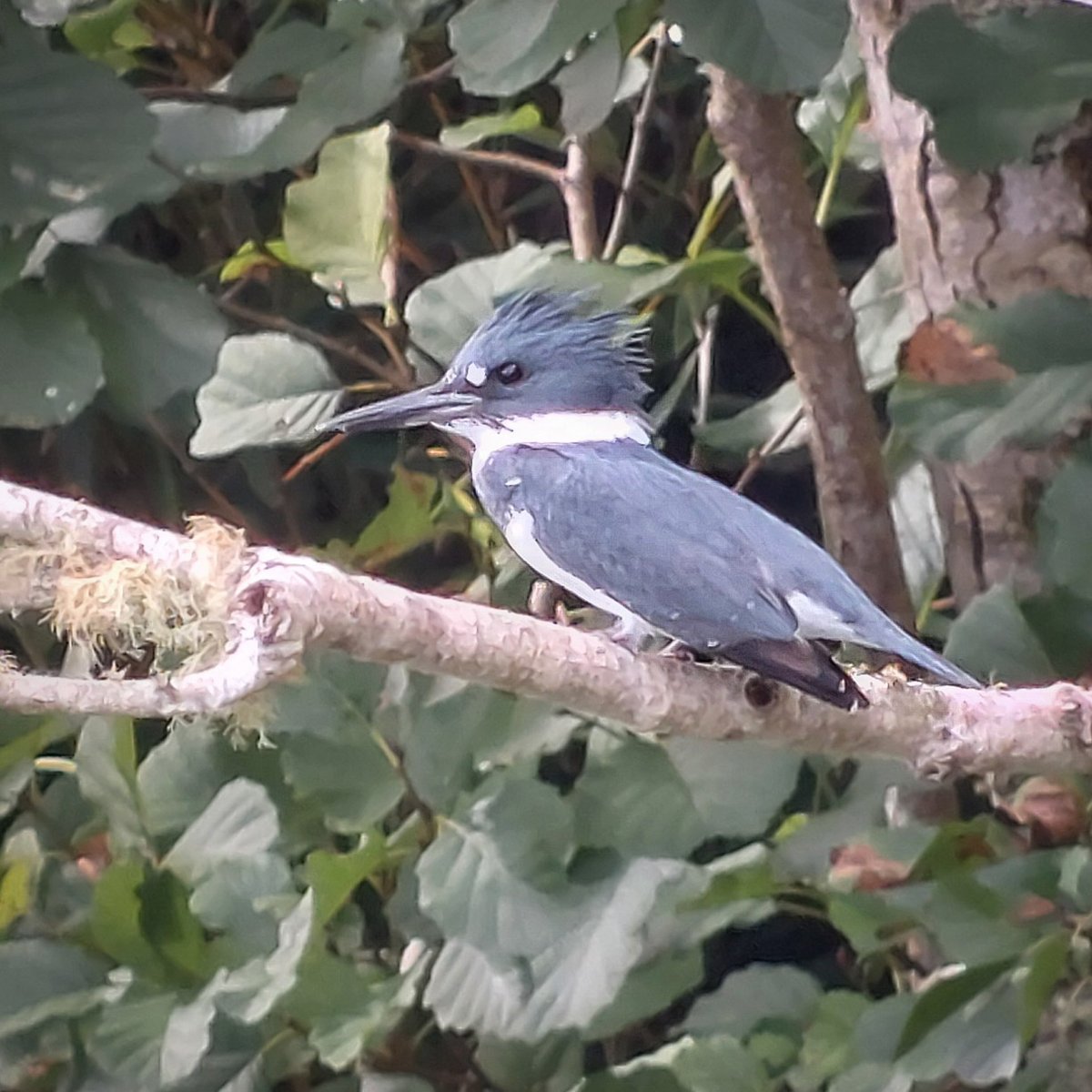 DaveRead18's tweet image. Our last day on the Azores was spent on the island of São Miguel, where we managed to see several good birds, featuring amongst others this fabulous Belted Kingfisher.
