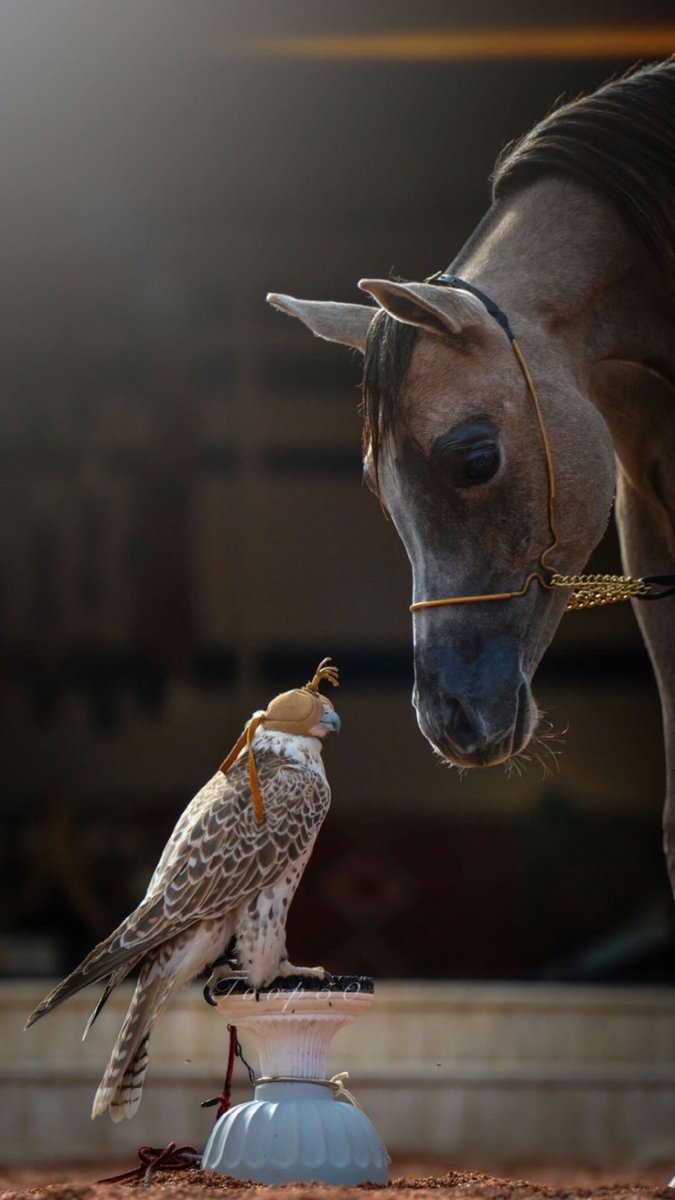 والله والذي تركع له الناس وتصوم
مانساك ليين الروح تلقى وعدها

…💫