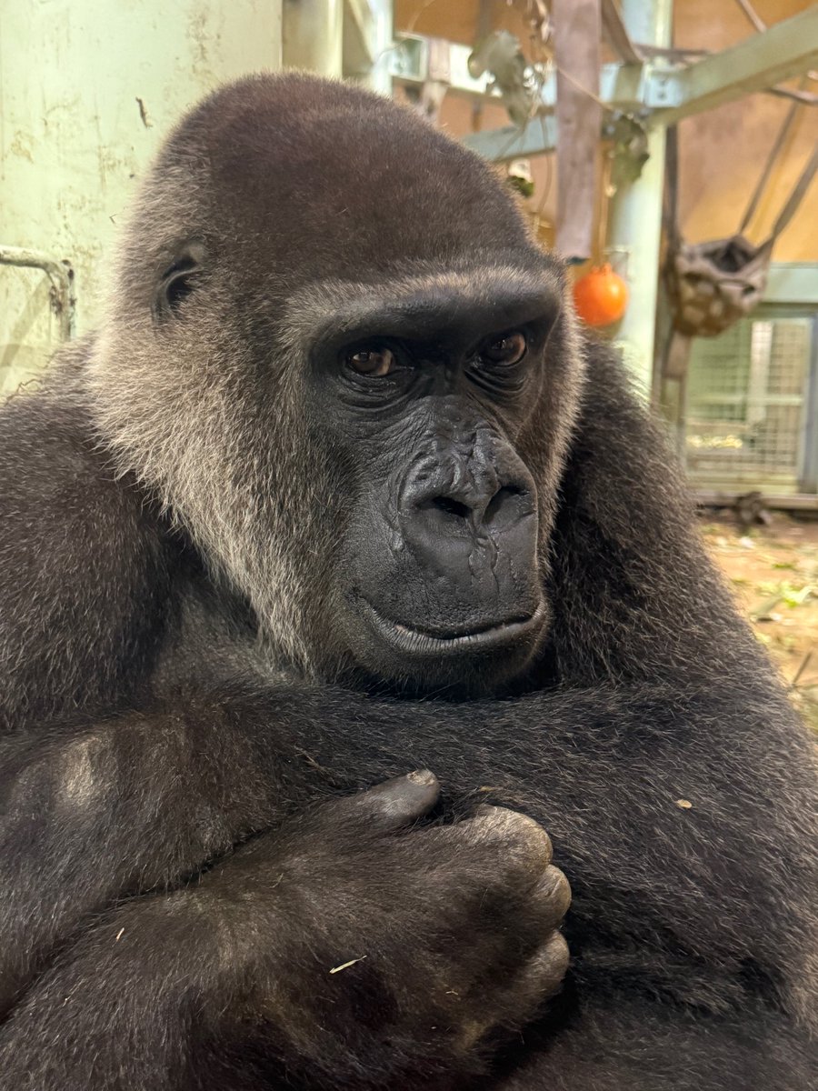 G3X4GnfaEAAdYas.jpg?format=jpg