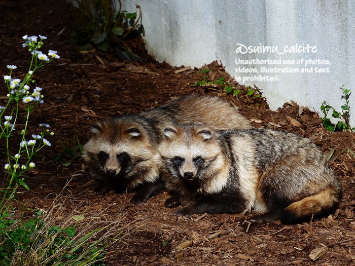 モフようび。
日向ぼっこ出来る時間は貴重だなぁ。
#円山動物園　#エゾタヌキ　ゆきりく