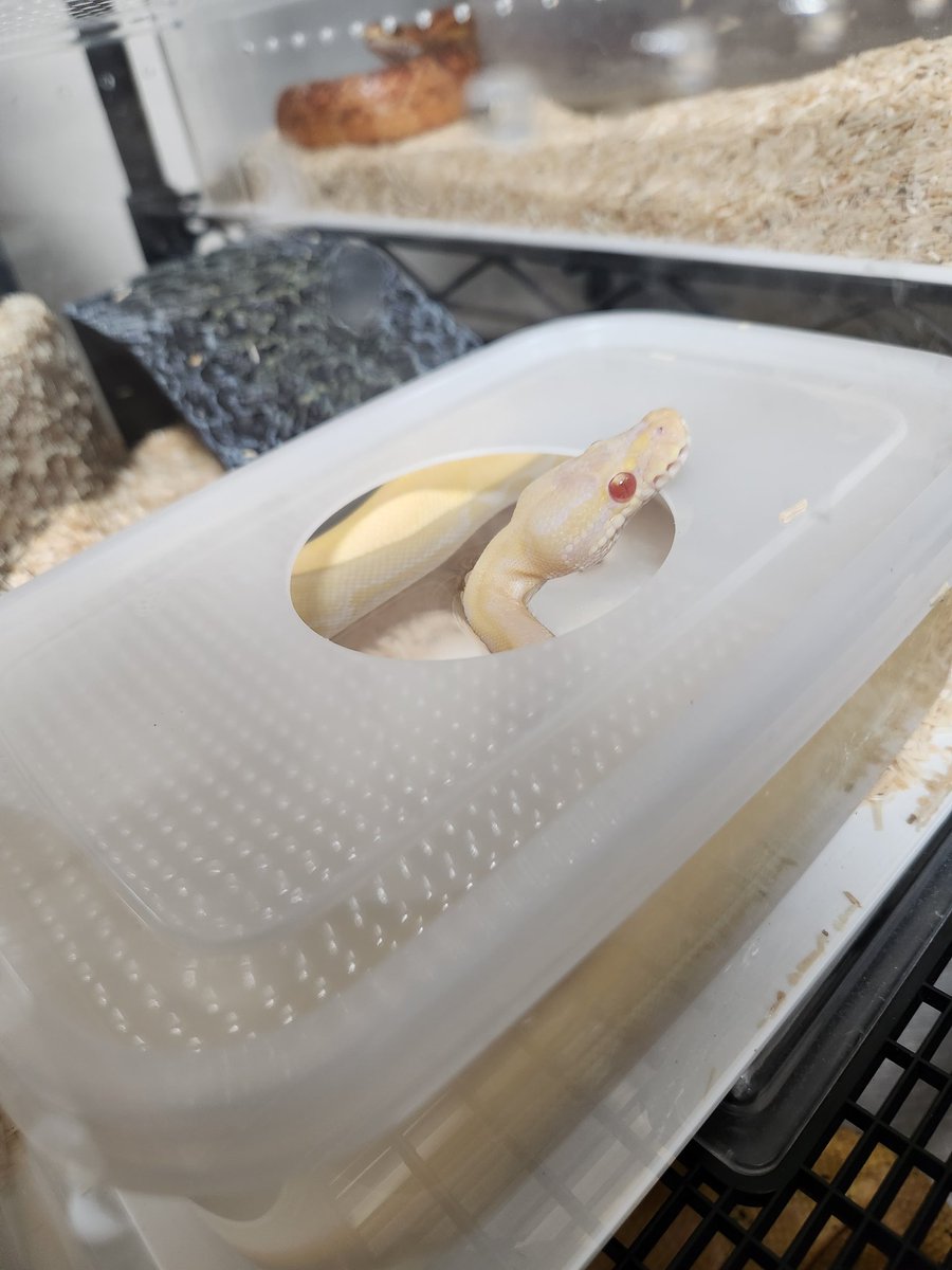 ib_cornsnake's tweet photo. 最近毎日入浴してるステちゃま☺️💕

 #ボールパイソンのステラ https://t.co/hVREuurTp4