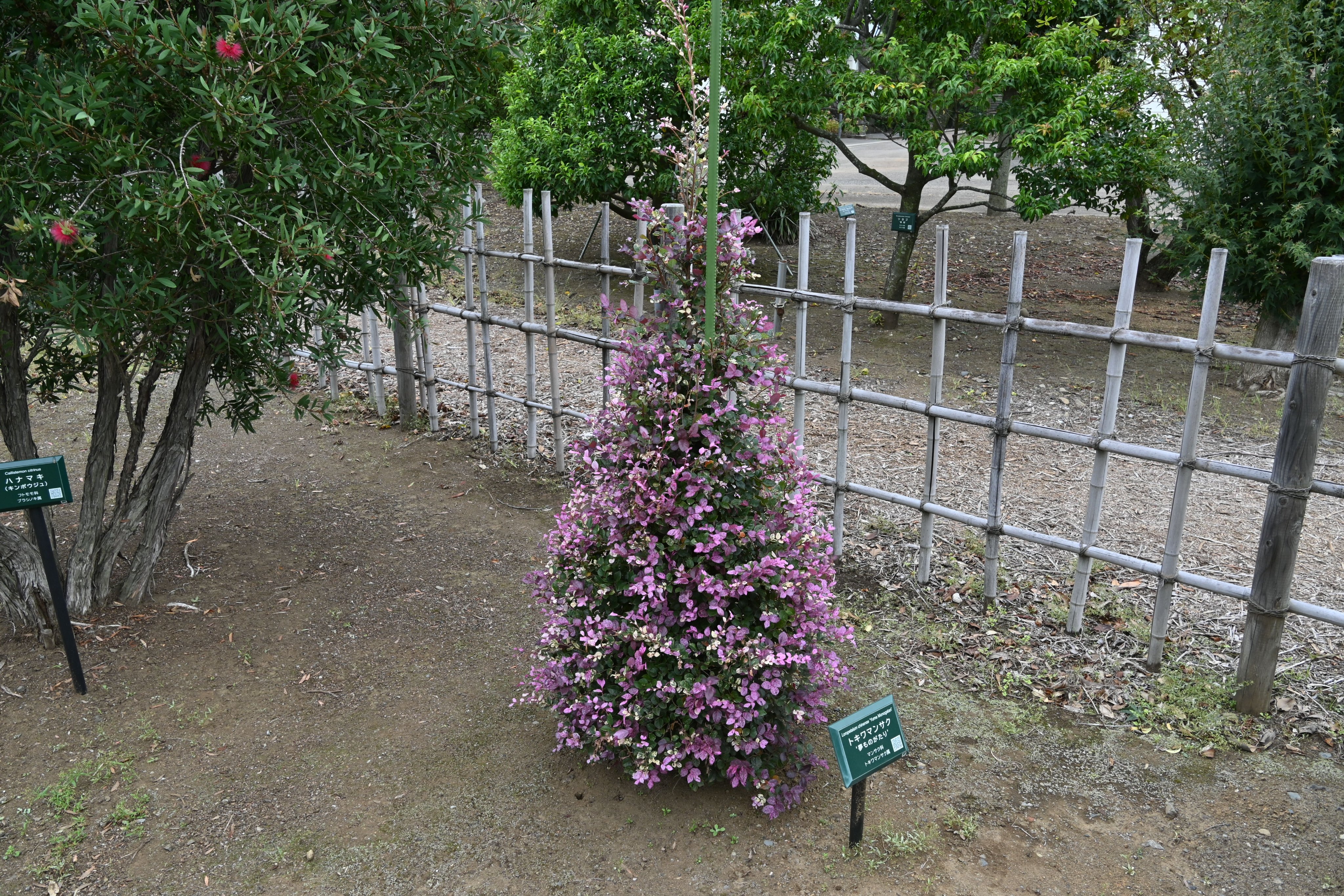 銘木見本帖（126樹種）】 木の見本・樹種サンプル