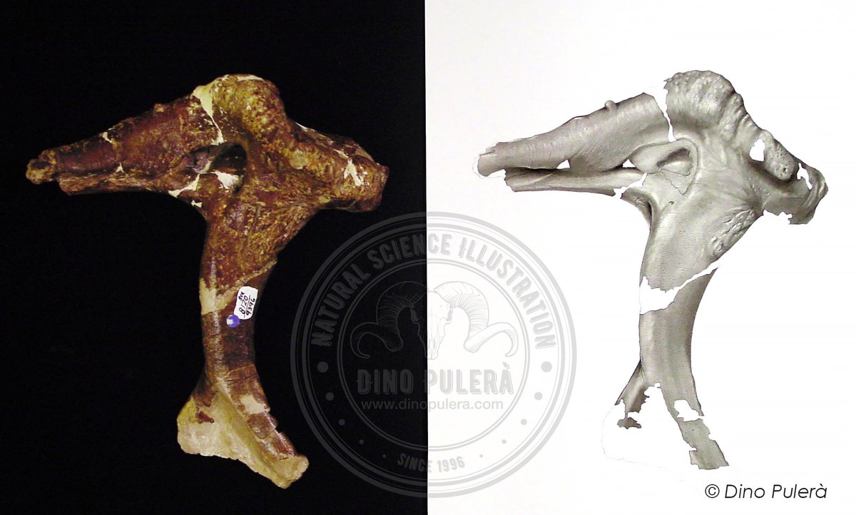 Happy [belated] National Fossil Day! Before CT scanning and photogrammetry, fossil were hand drawn like this series of traditional carbon dust illustrations. I miss those days. Never before shared photos of my illustrations alongside the actual fossils #NationalFossilDay, #SciArt