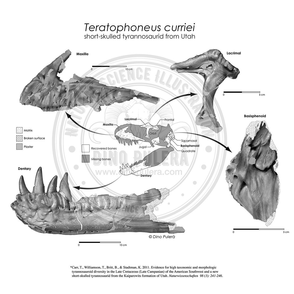 dpulera's tweet photo. Happy [belated] National Fossil Day! Before CT scanning and photogrammetry, fossil were hand drawn like this series of traditional carbon dust illustrations. I miss those days. Never before shared photos of my illustrations alongside the actual fossils #NationalFossilDay, #SciArt https://t.co/Z9QPpeNK0O