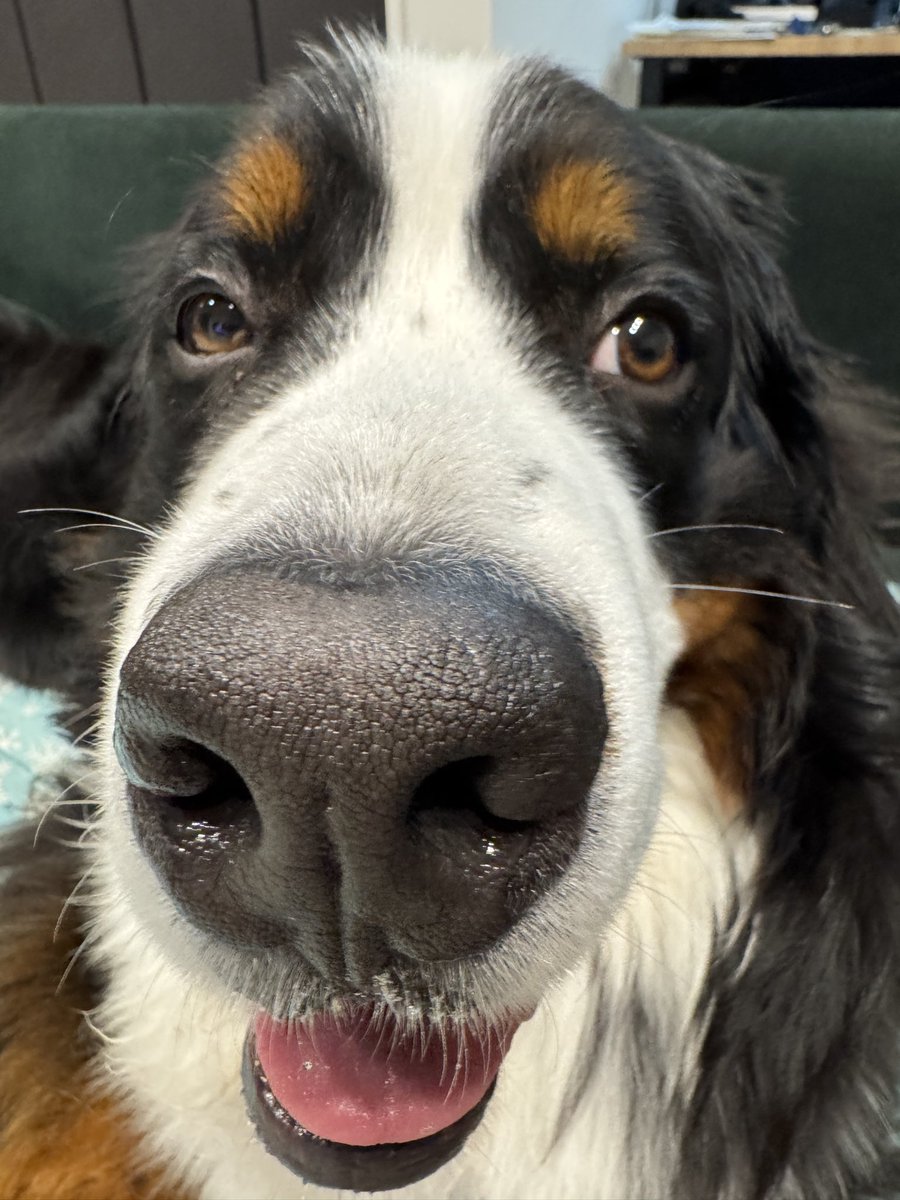 散歩の後もはなながい