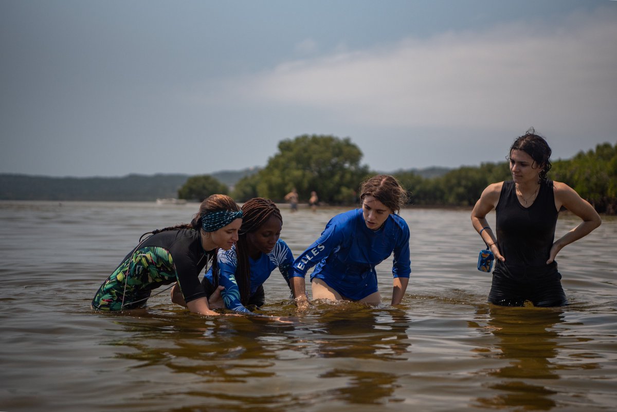 Ainda na semana da Ecologia dos Mangais, os estudantes tiveram a oportunidade de aprender sobre a diversidade de peixes que habitam entre as raízes dos mangais, explorando o ecossistema com o uso de snorkel com a professora Carine Bourgeois.