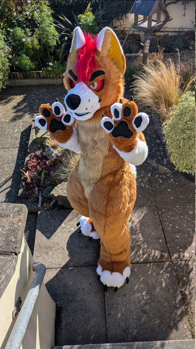 CassiusRed's tweet image. Say hello to Corin the Demon Husky! Finished him up last week, look out for him at @FurTheRecord24  in December and @Scotiacon in February!