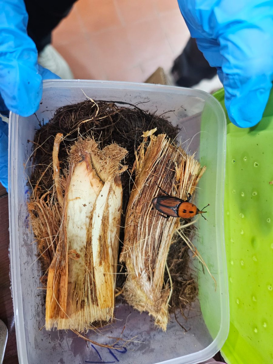Excited to start collecting Red Palm Weevil by our ICARDA/AGERI team in Egypt to engage in micro-biom analysis under the Gates/UAE presidential court funded C4RPW project <a href="/ICARDA/">ICARDA</a> @Fao