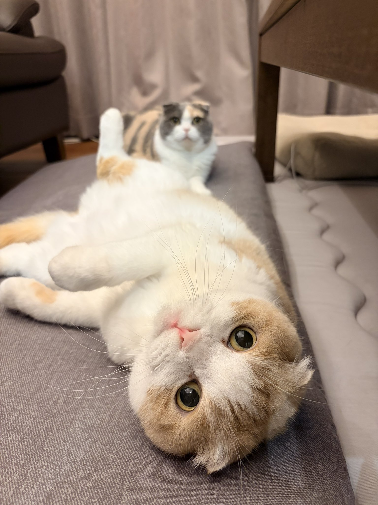 うな様　ご確認用 ゼクス Z/X E47-090 トップチャレンジャー グロリア (SEC