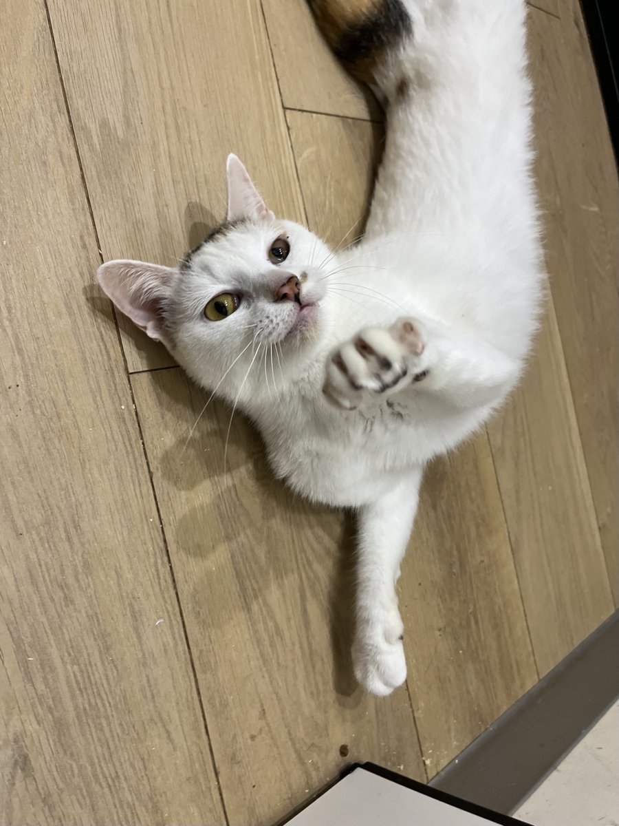 【動物の飼い方講習会及び譲渡会を開催します】
日時：令和7年10月26日（日）13時から講習開始（受付：12：30～13：00）
場所：和歌山市動物愛護管理センター
（和歌山市松江東3－2－63）
TEL：073-488-2032
※講習受講を希望される方は、13時までにお越しください。予約は不要です。