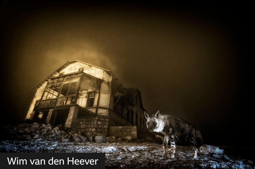 एक भूरे रंग का लकड़बग्घा एक लंबे समय से वीरान पड़ी हीरा-खनन बस्ती के कंकालनुमा अवशेषों के बीच खड़ा है. इस डरावने पल को अपने कैमरे में कै़द करने के लिए विम वैन डेन हीवर को वाइल्डलाइफ़ फ़ोटोग्राफ़र ऑफ़ द ईयर का ख़िताब मिला है। इस एक तस्वीर को लेने में पूरे दस साल लग गए।