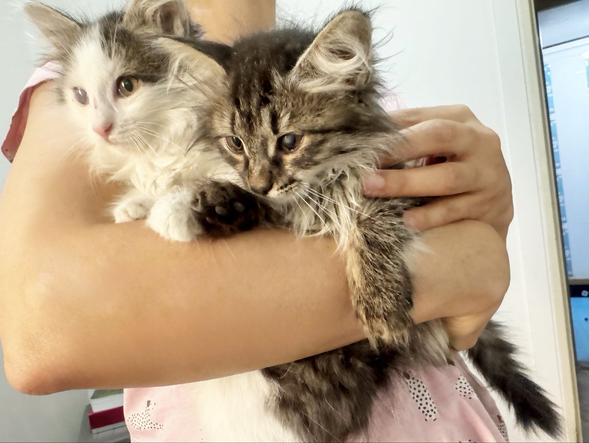 BabaeeNazli's tweet image. ما دو تا پیشی کوچولوی سه ماهه ملوس و دوست داشتنی ناز هستیم دنبال مامان و بابا مهربون می گردیم بیرون هوا سرد شده نمی دونیم دوام بیارم