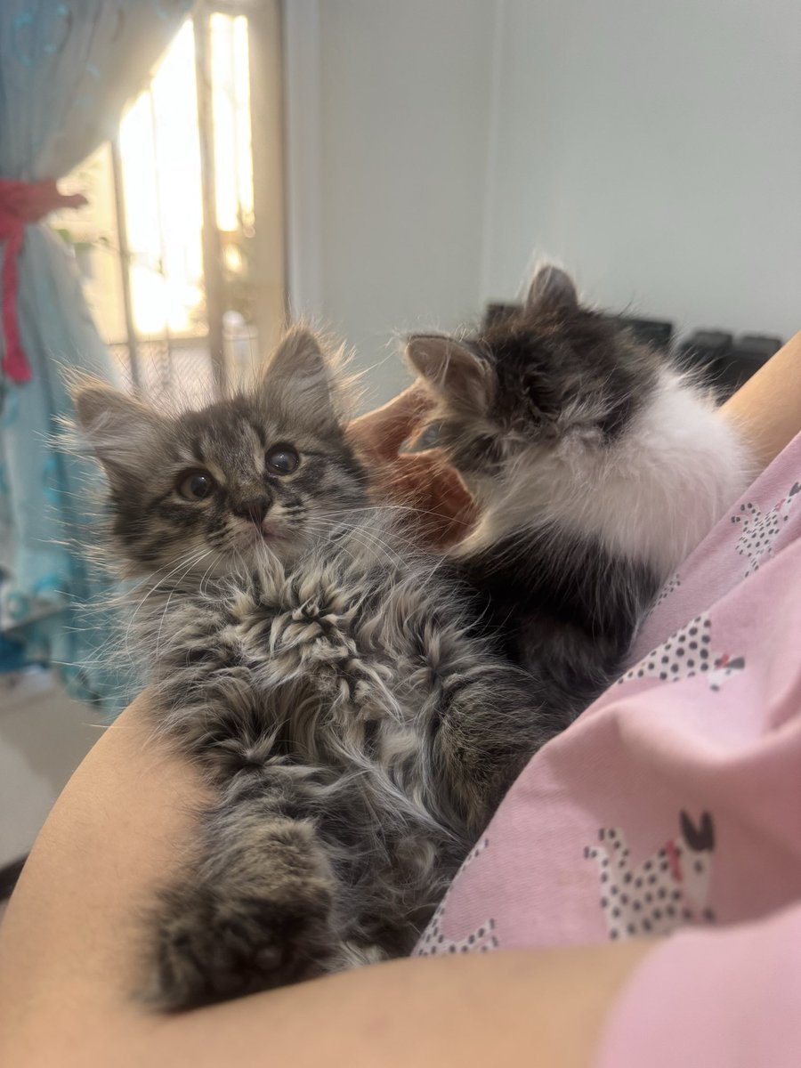 BabaeeNazli's tweet image. ما دو تا پیشی کوچولوی سه ماهه ملوس و دوست داشتنی ناز هستیم دنبال مامان و بابا مهربون می گردیم بیرون هوا سرد شده نمی دونیم دوام بیارم