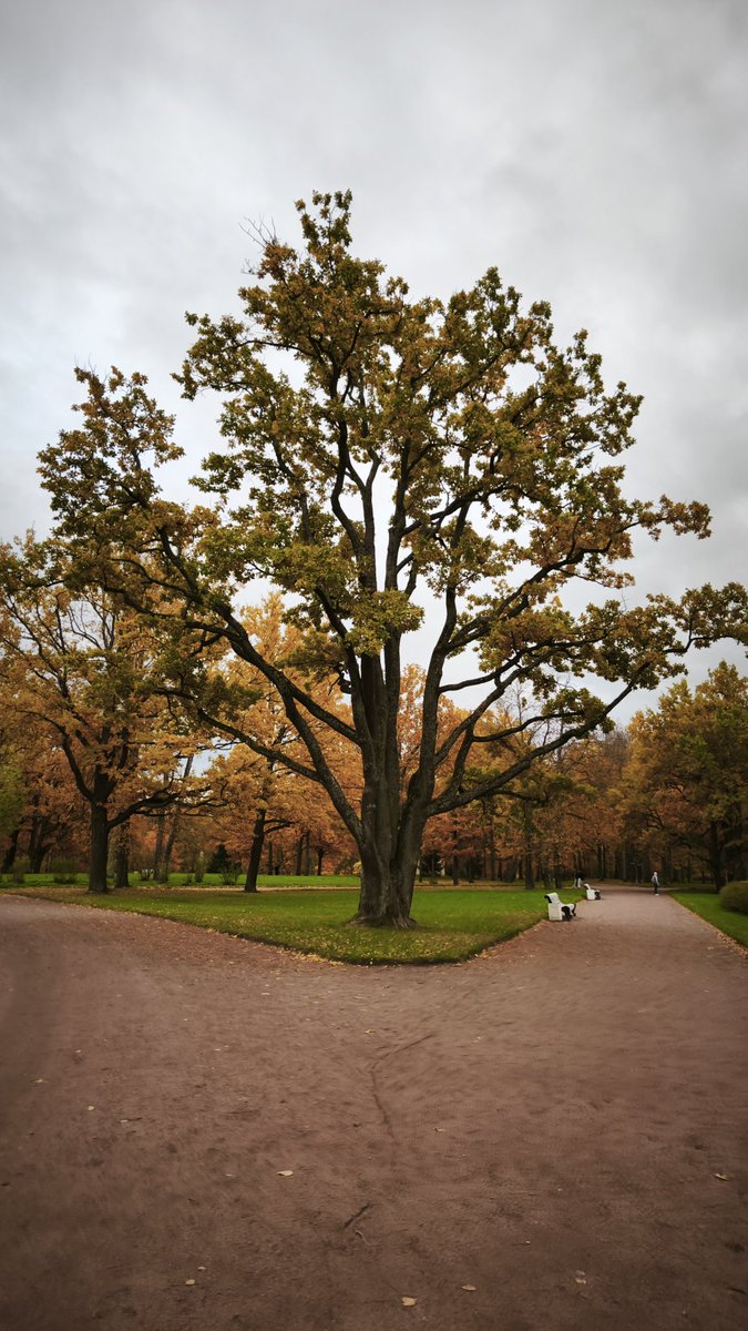 Писать лень, поэтому вброшу сюда фото своей осени. 🍁🍂🍁🍂🍁