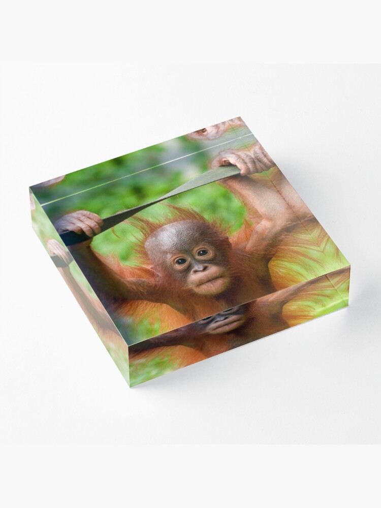 rawshutterbug's tweet image. Too Cute to Handle – Little Orangutan by rawshutterbug | Redbubble redbubbleus.sjv.io/nX5W79
#add #redbubbleaffiliate