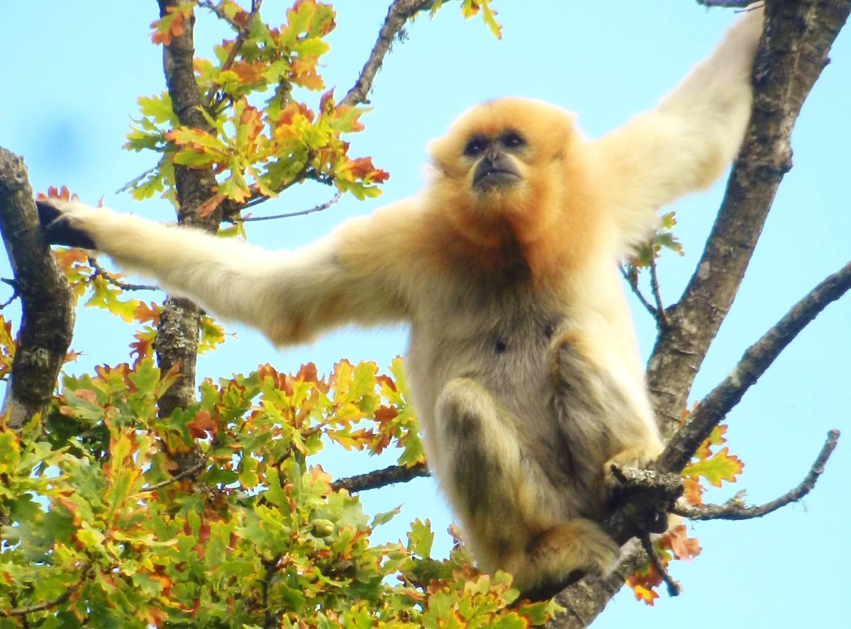Beautiful autumnal scenes at the park- with gibbons enjoying the trees as much as we are! Golden-cheeked gibbon Peanut hanging out in the golden turning trees- perfect! Thanks to Helen for sharing this! Have you booked your trip to see us yet?
