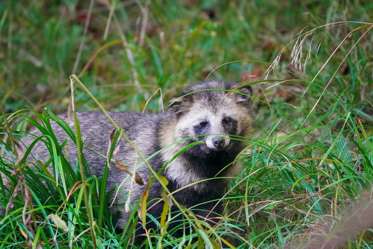 Natura classica【マーズ】 PREMIUM COLLECTION LOOKBOOK | マップカメラ