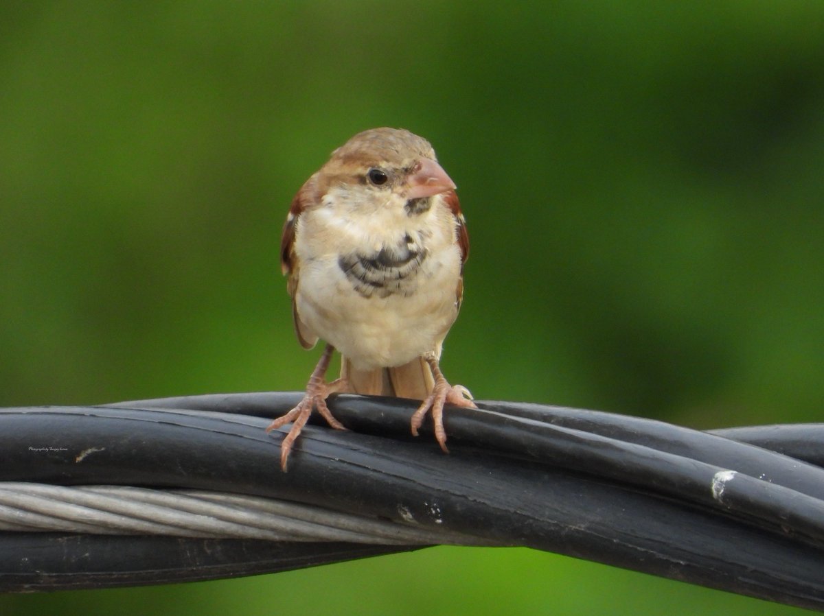 dillipkdeheri's tweet photo. #गौरैया #हमारी_गौरैया_सबकी_गौरैया #save_sparrow #sparrow #SavePlanet_SaveLife #save_nature
@akshaymahanta95
🐥📸@sanjaykumar_iis https://t.co/BfI6ADRZjw