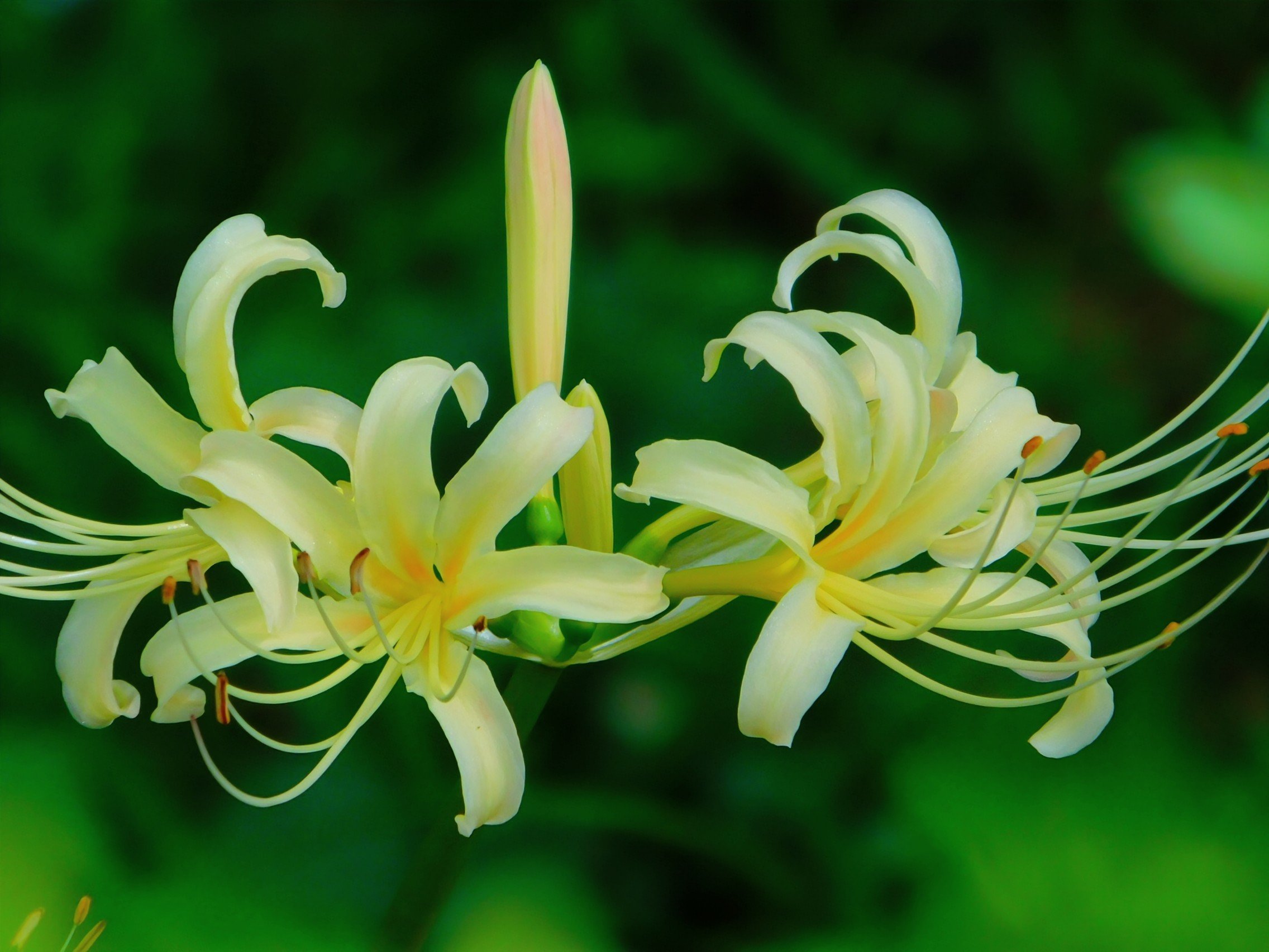 JUN JUN🌸🌸 on X: 