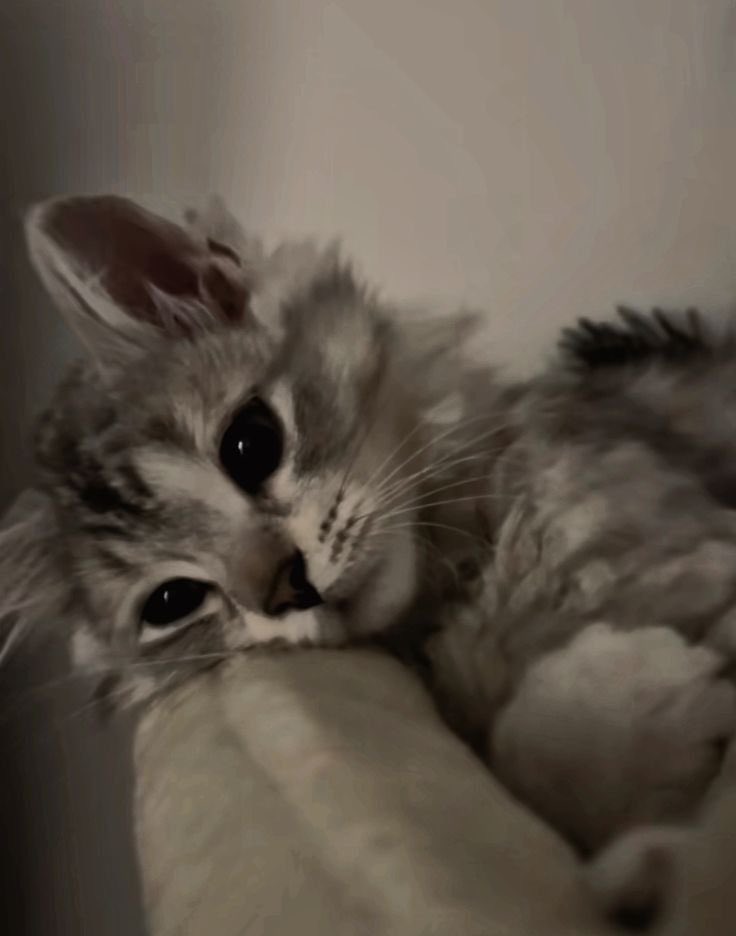 bulishrimp's tweet image. Unpinning once I hit 145 lbs!