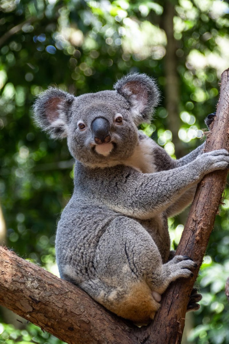 知らなかった…。

【日本の動物園で餌代が高いのは？】

動物園でかわいいコアラですが、日本にはコアラのエサであるユーカリがない？ため飼育するのに、１年間にエサ代が約７５０万円前後掛かるらしい…。

エサ代が高くて、飼育を諦めるところもあるみたいです。