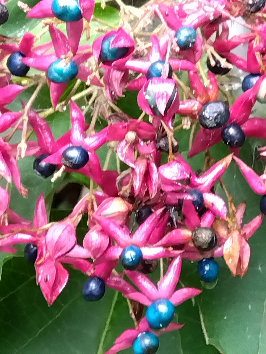 雨の肌寒い日になりました☔😓
素敵な１日をお過ごし下さい

ツリフネソウ
クサギ