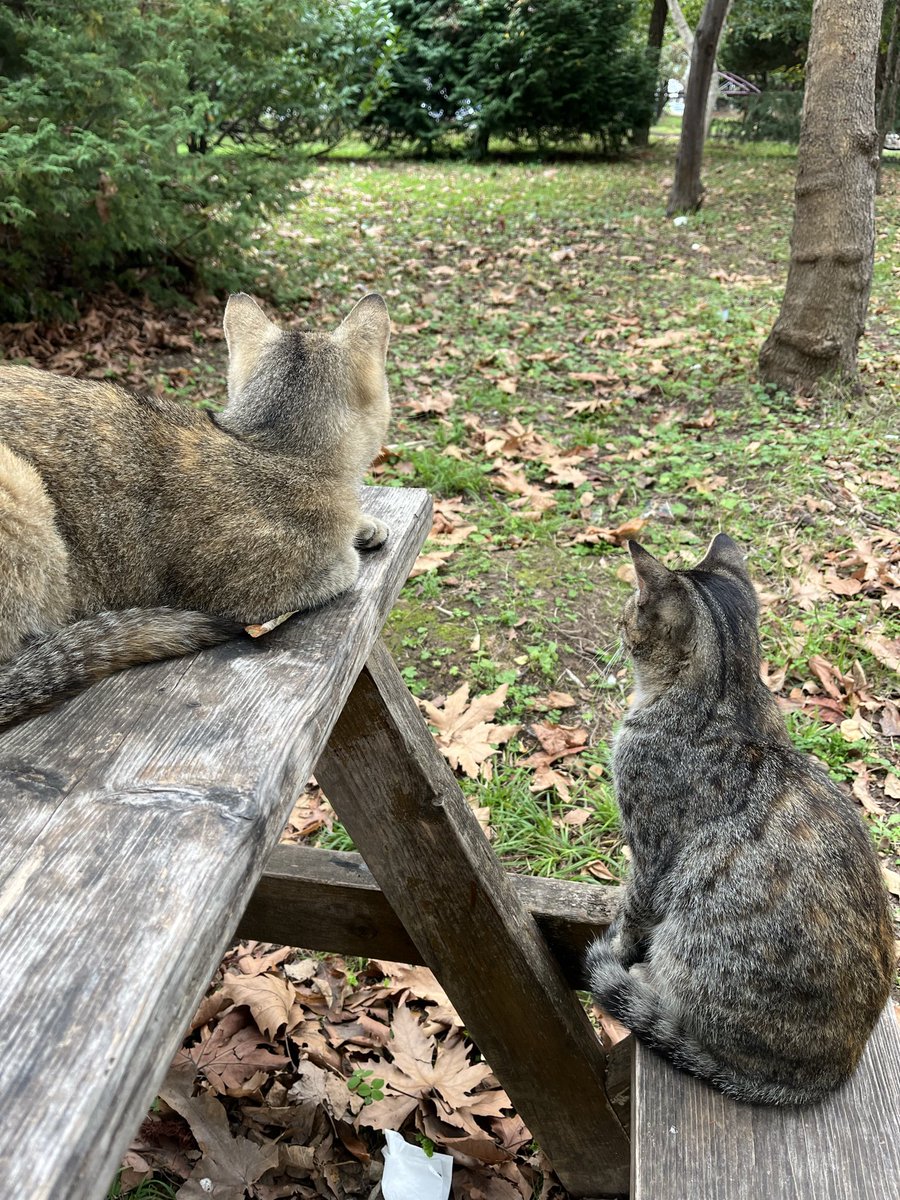 Sabah muhabbeti çekilesi tek canlı Kuşları izledik