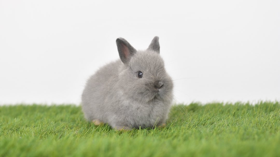 ちゅらうさぎ on X: 