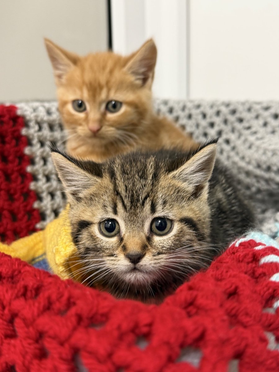 NickDixonITV's tweet photo. Feels especially poignant being at Essex @catsprotection this morning after my beloved cat of 17 years, Henry, passed away on Monday. Too many ppl buying designer cats when many are awaiting new homes in rescue centres across the UK. Important message = adopt don’t buy! 🐈 @gmb https://t.co/t4qVuZ2MFm