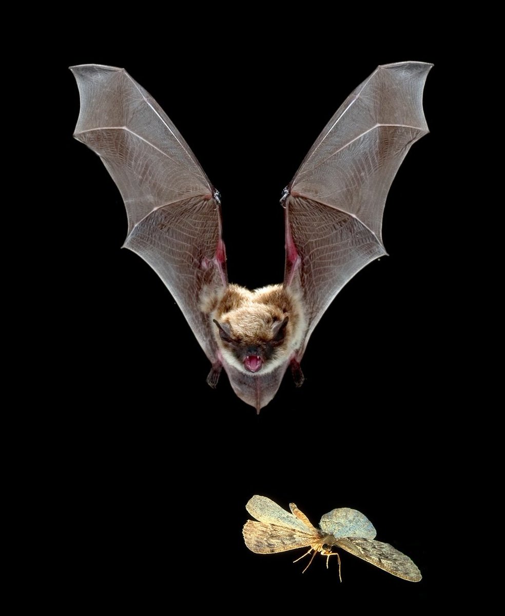 핸드폰 배경&amp;잠금 화면이 박쥐 사진인데,
어제 친구가 내 폰을 스윽 가져가서 켰다가
화면의 박쥐랑 눈이 마주치고
흠칫하더니 스르륵 내 폰을 도로 내려놓음.
아무래도 노골적인 박쥐 사진이라…보통은 부담스러워할만하긴 했음 머쓱;;
사진을 바꿔야되나