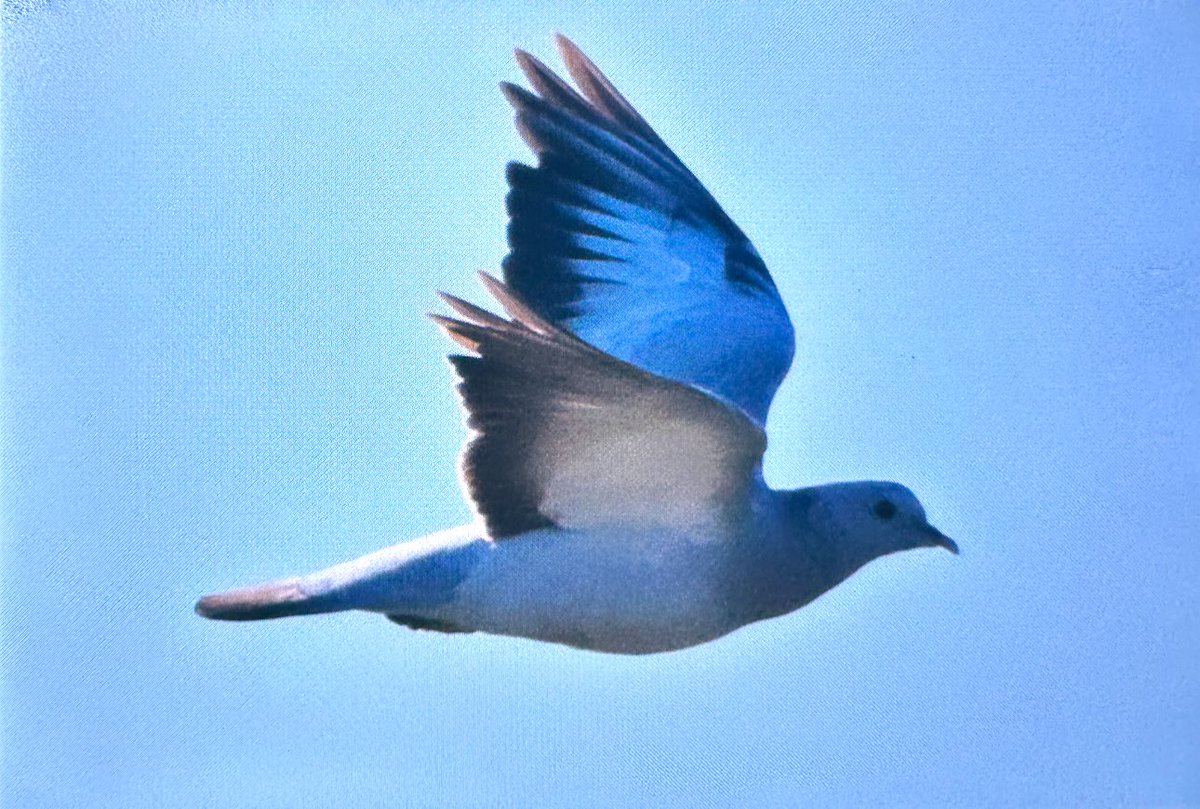 Ordu Melet Irmağı eski çöplük alanında son gözlemlerde kaydettiğim yeni türlerle kuş sayısı 124 oldu. Sazhorozu, mavigerdan,kır baykuşu ve gökçe güvercin onlardan bir kaçı. Bu kadar kuş bir alanda görülebiliyorsa o alanda bir şey var demektir. Boşuna değil bu yoğunluk