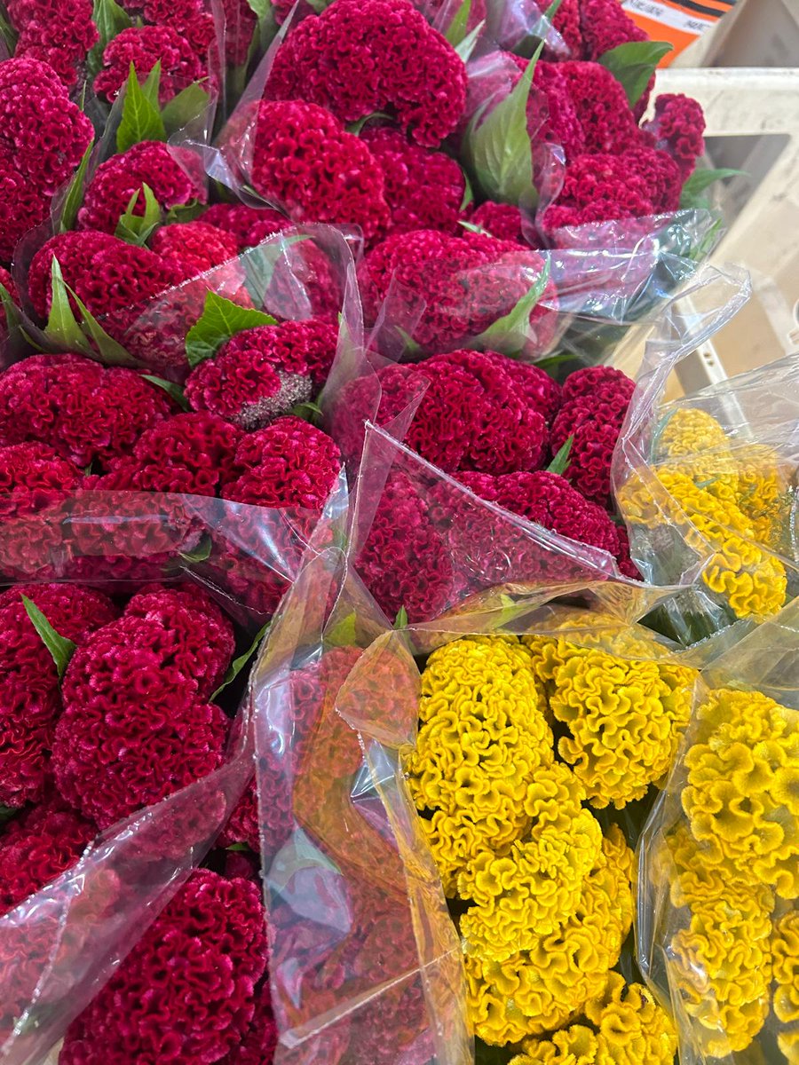 eyasaez's tweet photo. ¡Iberflora 2025 en València es un éxito rotundo! 🎉🌱

Muy contentos con el desarrollo del Plan de Marketing. ¡Y nuestro trabajo en Marketing de Influencia ha hecho match!

Es genial ver la feria llena de vida y engagement. ¡Objetivo cumplido! https://t.co/wbMMAzBTw2