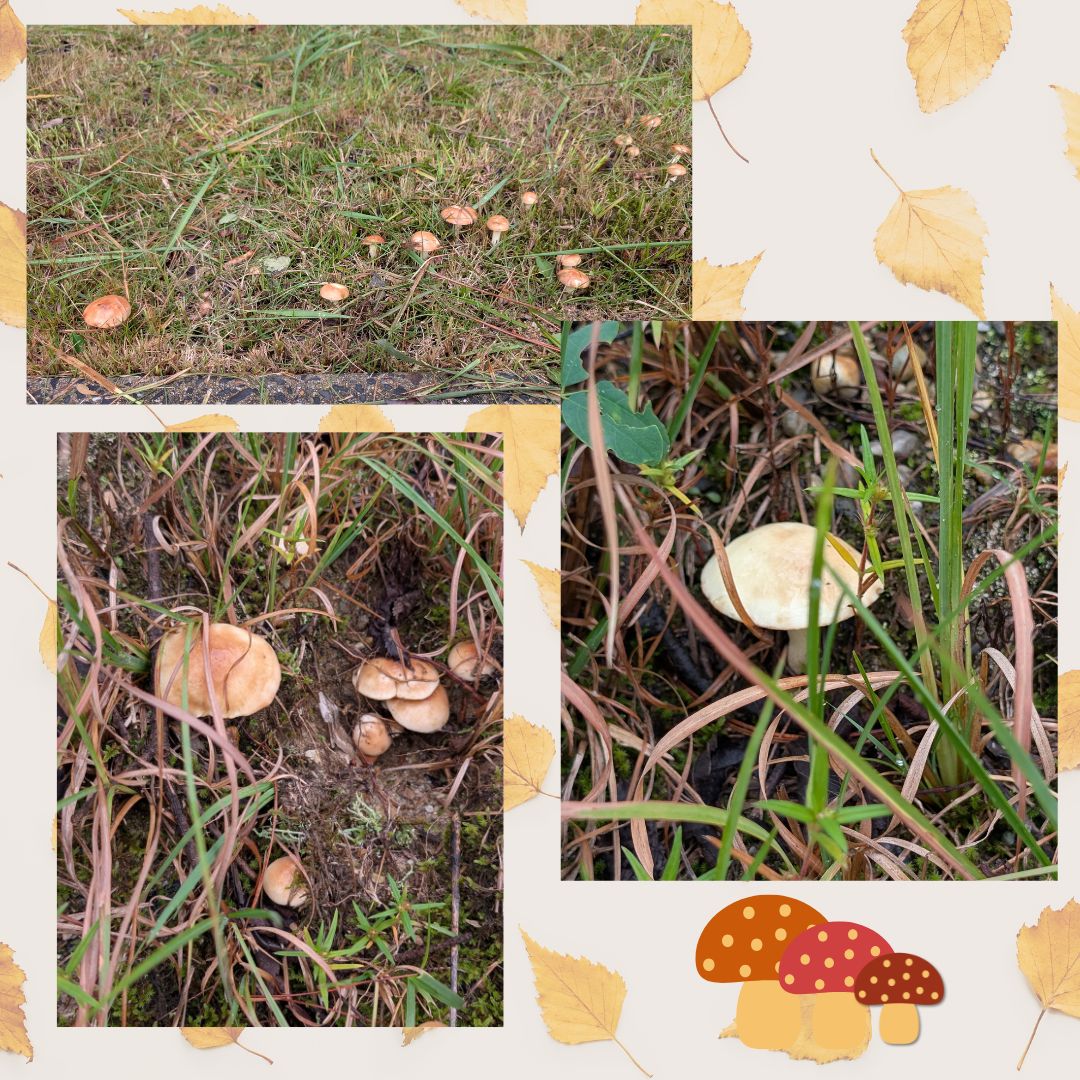 INFO_DRPC's tweet image. 最近の雨つづきで、駐車場にたくさんきのこが❗️気づかないうちに、こんなところにも秋が来てるんですね🍂小さな自然が身近にあるって、いいですよね🍄#瀬戸市デジタルリサーチパークセンター #愛知県瀬戸市 #drpc #デジタルタワー #講座 #プログラミング #キッズプログラミング #スマホ講座   #きのこ