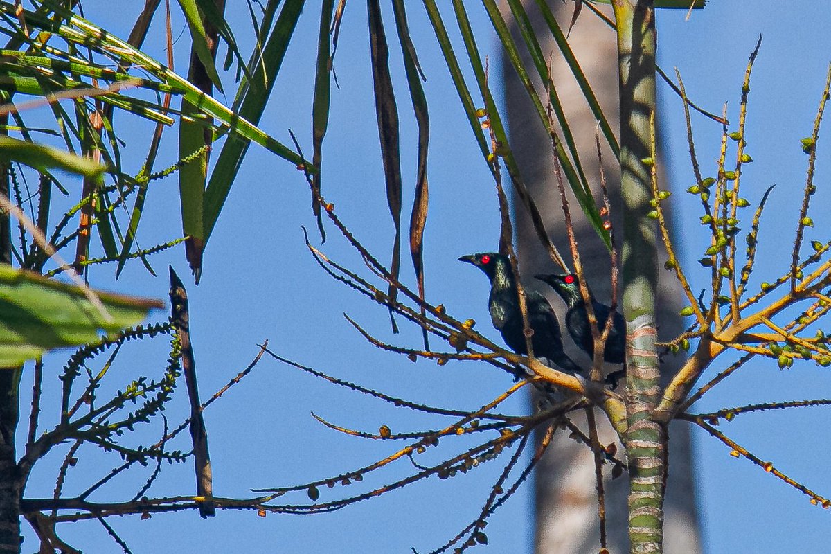 Did u know Curtin Malaysia has both indigenous and migratory birds that can be observed on campus grounds?
