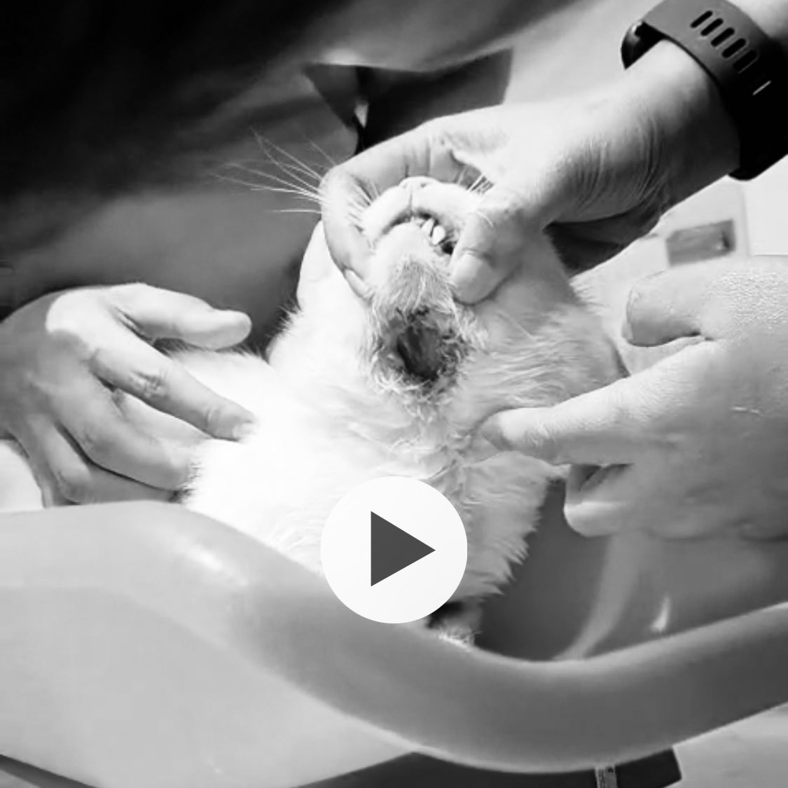 [Help RT]

🐈 open donasi

guys, aku mau open donasi utk kucing liar di area rumahku yg aku temuin bawah mulutnya bolong. kemarin udah aku bawa ke dokter dan krn biayanya lumayan besar, i would very much appreciate any little help you can give 🥺