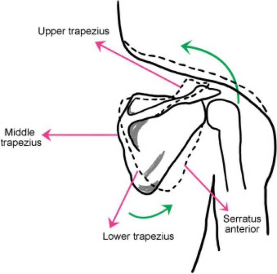 MoAImam's tweet image. Scapular" muscles &amp;amp; their actions

Upper Trapezius👉elevation, upward rotation
Middle Trapezius👉retraction
Lower Trapezius👉depression, upward rotation
Serratus Anterior👉protraction, upward rotation
Rhomboid👉retraction, elevation

#shoulder #scapula

sciencedirect.com/science/articl…
