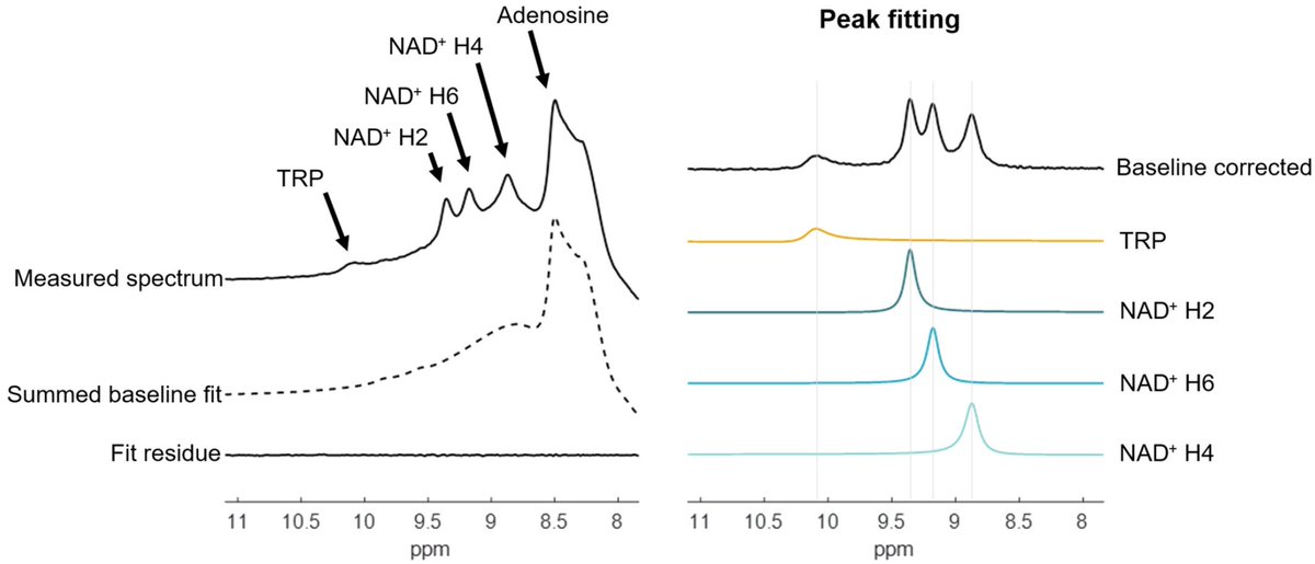 thmonk_pf's tweet image. 7T MRIによるdownfield 1H MRSを用いヒト脳でtryptophanとNAD+の水との磁化交換を世界で初めて定量化

選択的/広帯域飽和回復実験と2spin model解析によりtryptophanの化学交換率12.3 Hz、NAD+の交差緩和率3.0-5.7 Hzを測定

OA

#MRS 
#tryptophan 
#papers 
onlinelibrary.wiley.com/doi/10.1002/mr…
