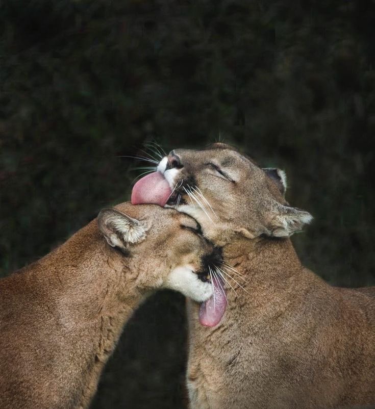 Mrs_Eleonora_'s tweet image. Goeiemorgen Sweets 🌸
Just needed....😌
#ddk