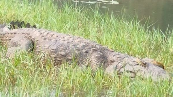 OrissaPOSTLive's tweet image. Panic in Bhadrak district, Odisha after a crocodile was spotted in the upper catchment of the Kapali river near Shyamchand Patna in Dhamnagar block. Locals remain on edge as authorities assess the situation. 

#CrocodileAlert #Wildlife #Bhadrak #Odisha #OrissaPOST

📲 Follow