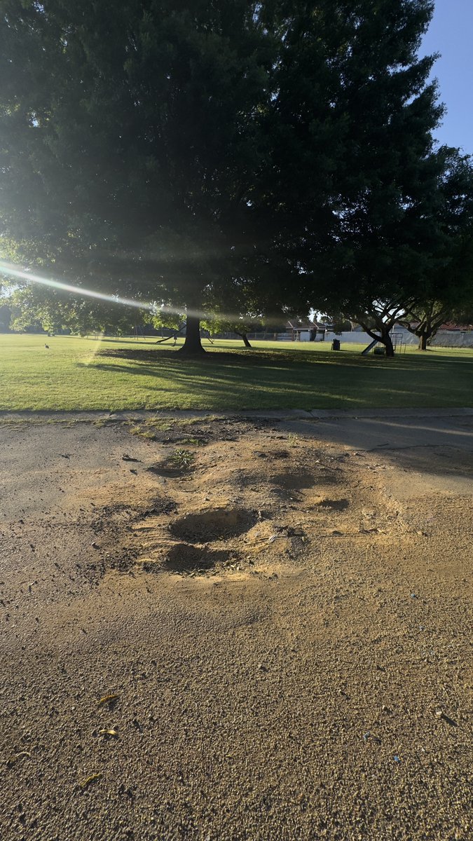 Sam Choles 🐝 tweet media