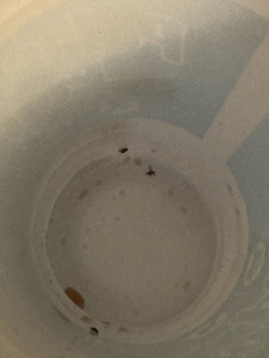 MaxKing100 🍁 tweet media