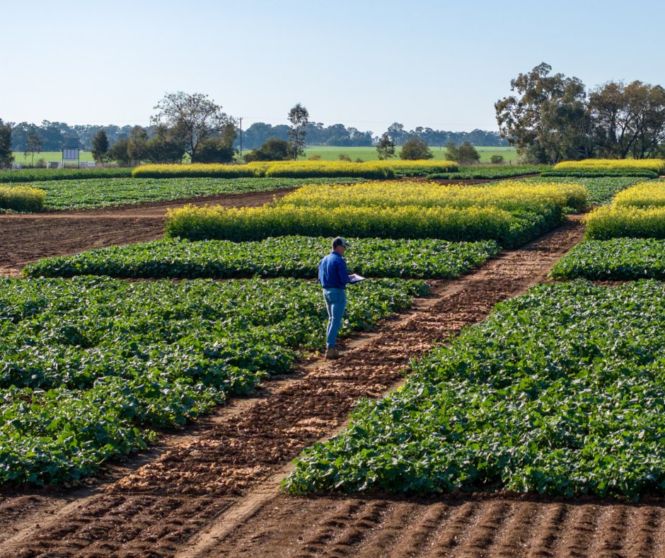 Are you passionate about agriculture, ready to connect with growers and keen to make a real impact across South-Eastern NSW?
We're looking for an independent contractor to represent the Pioneer Seeds brand as a Farm Services Consultant. In this dynamic role, you’ll work directly