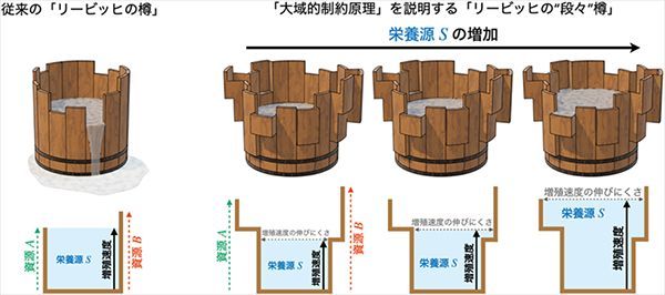 ELSIの畠山哲央特任准教授らの共同研究チームは、細胞増殖についてこれまで経験的に知られていた古典的法則の背後にある統一原理を解明しました elsi.jp/news_events/re…