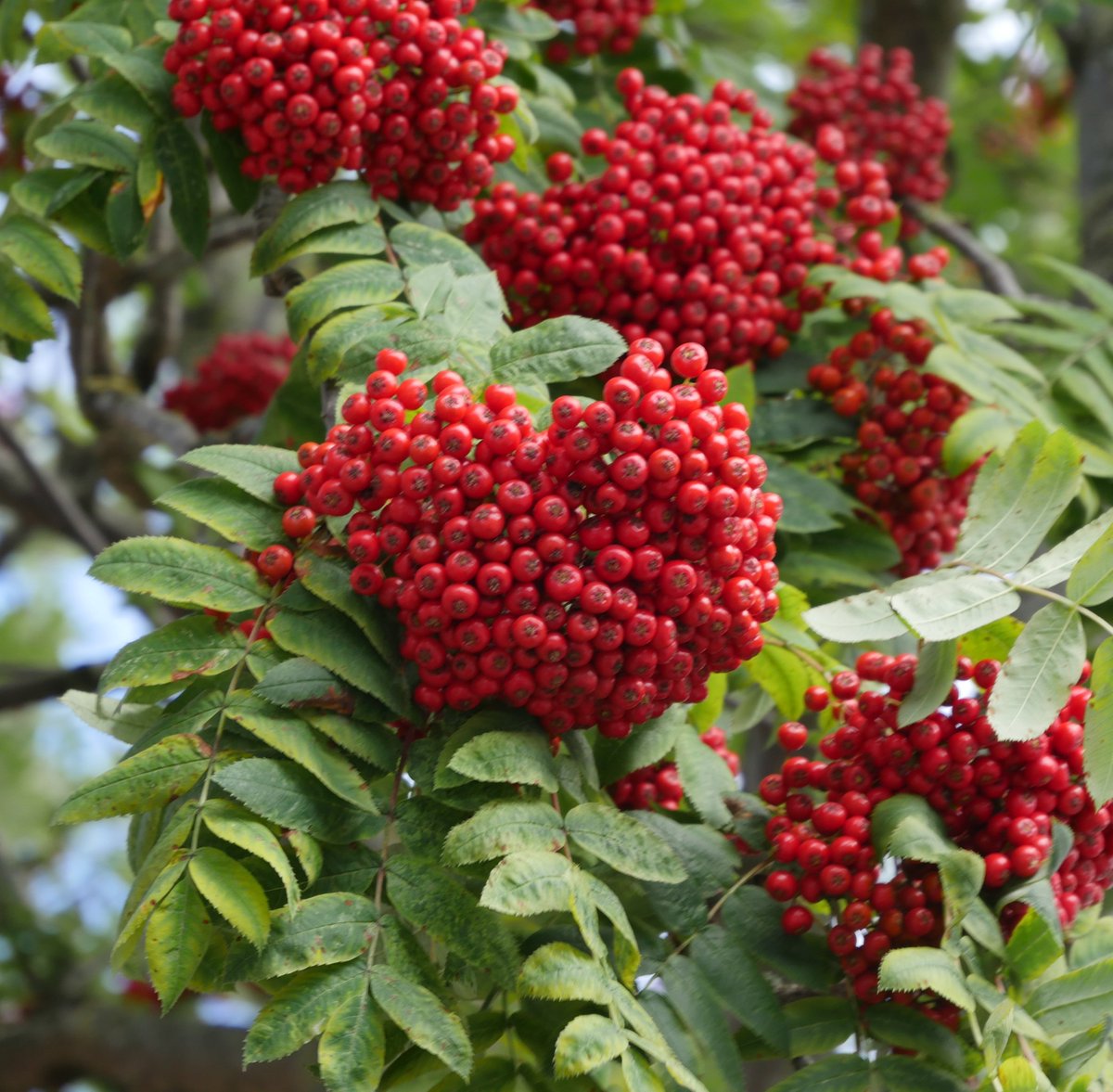 How fast can a Vampire count? 🦇 🍒

With darkening days the threat from dark entities, including vampires, increases but a Rowan tree growing by your home can help to keep you safe 🛡️🍂 

Rowan berries ripen alongside the thinning of the veil &amp; await flocks of hungry flocks of