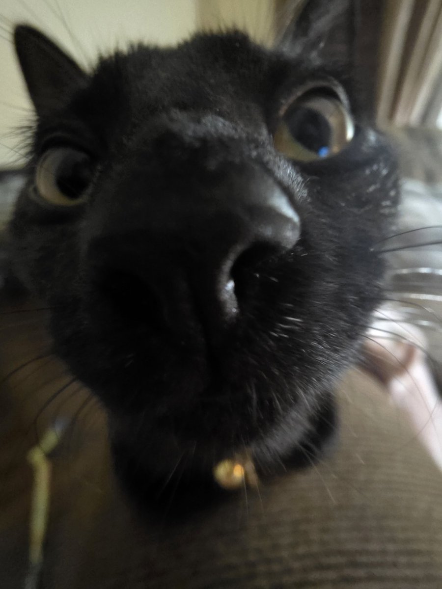 PunkTheYeen tweet media