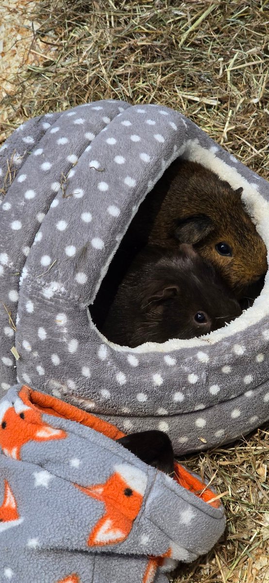 Emily Perkins 👑 🏹 tweet media