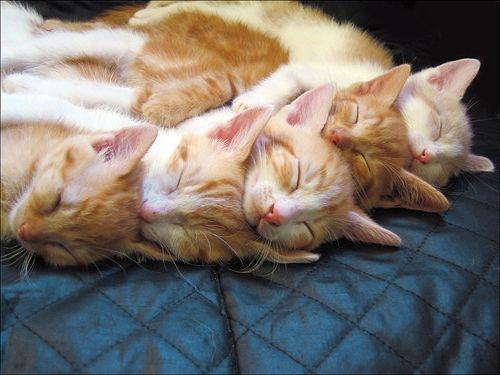 Sweet Dreams
おやすみニャンコ
#猫好きな人と繋がりたい #猫かわいいね #Cats