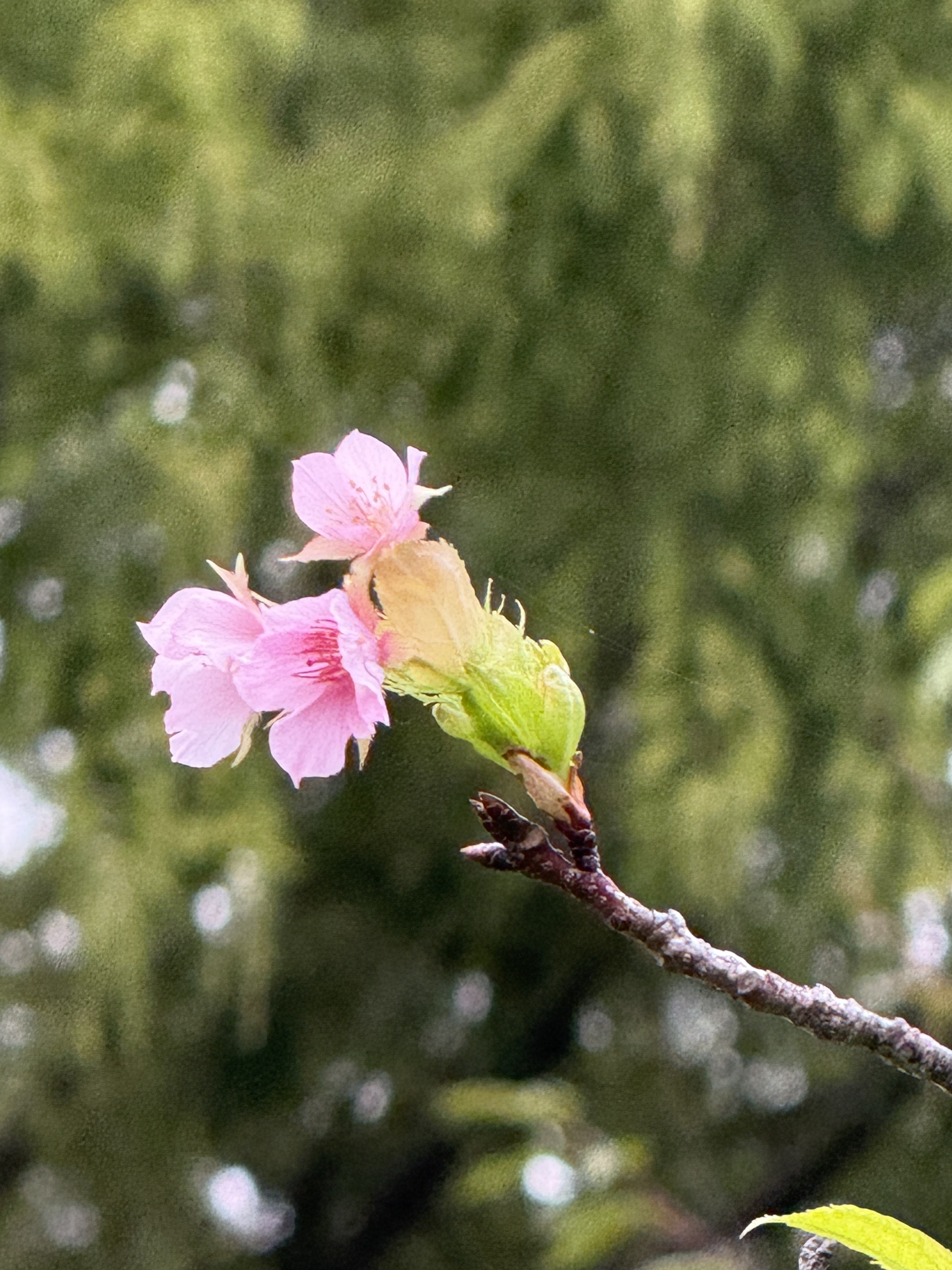 都立舎人公園 on X: 